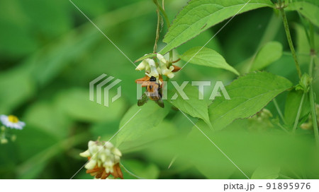 イタチササゲの蜜を吸うトラマルハナバチ 91895976