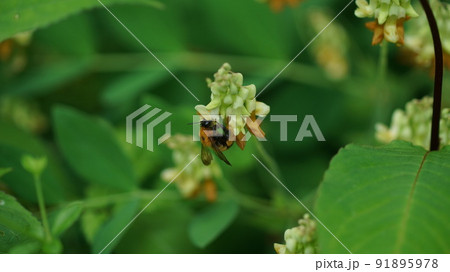 イタチササゲの蜜を吸うトラマルハナバチ イタチササゲの蜜を吸うトラマルハナバチ 91895978