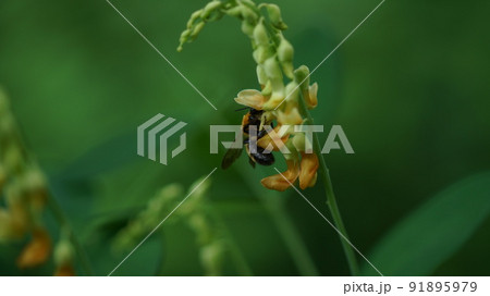 イタチササゲの蜜を吸うトラマルハナバチ イタチササゲの蜜を吸うトラマルハナバチ 91895979