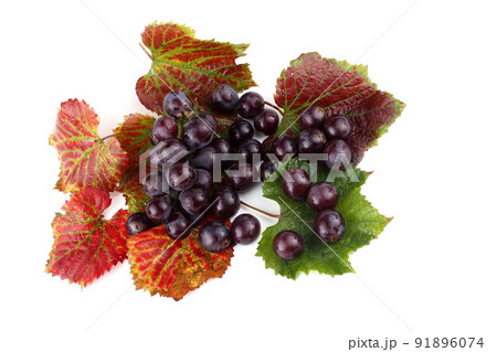 Grape on autumn leaves 91896074
