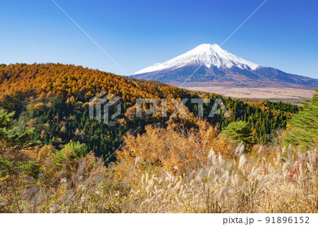 二十曲峠から眺める富士山とカラマツの紅葉 山梨県南都留郡忍野村にて 二十曲峠から眺める富士山とカラマツの紅葉 山梨県南都留郡忍野村にて 91896152