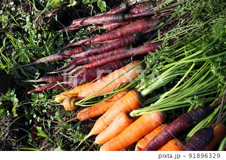 Carrots harvest on field. Different carrot varieties - orange and violet 91896329