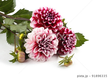 Dahlia flowers isolated on white Dahlia flowers isolated on white 91896335