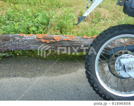 バイクで粉河ハイランドパークを通って堀越観音様へ バイクで粉河ハイランドパークを通って堀越観音様へ 91896808