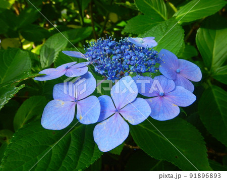 堀越観音様の紫陽花 91896893