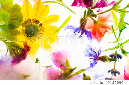 Background of frozen flowers in ice 91896904
