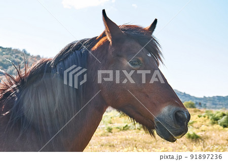 Closeup portrait of beautiful brown horse. Side view of brown mare grazing grass in a pasture. 91897236