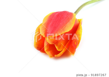 Yellow-red tulip isolated on white Yellow-red tulip isolated on white 91897267