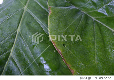 Tobacco leaves background Tobacco leaves background 91897272