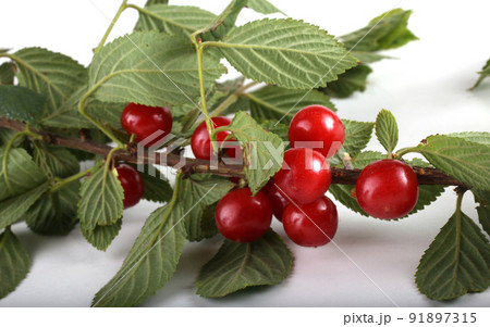 Nanking cherry on branch Nanking cherry on branch 91897315