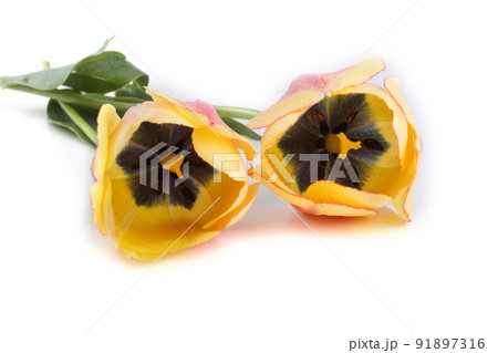 Tulips isolated on white 91897316