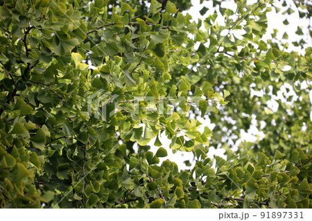 Ginkgo biloba tree 91897331