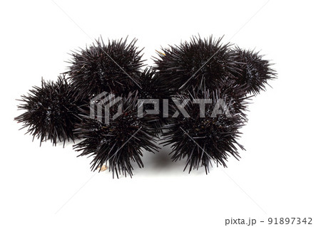 Black sea urchins 91897342