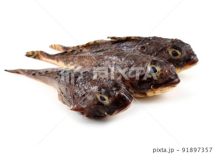 Goby fishes isolated on white 91897357