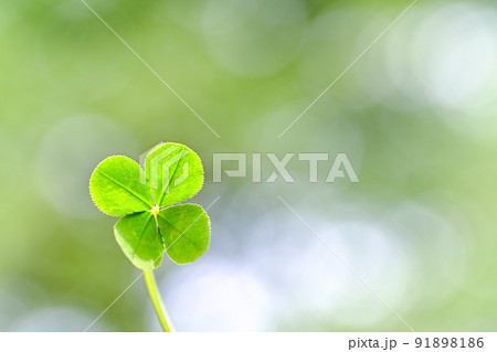 幸運を呼ぶ四葉のクローバー 91898186