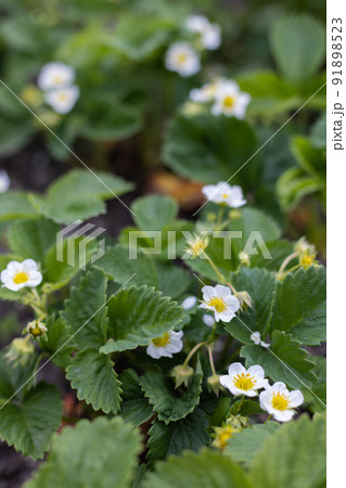 Strawberry plants in blossom. Agriculture, gardening concept. 91898523