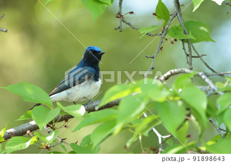 オオルリ オオルリ 91898643