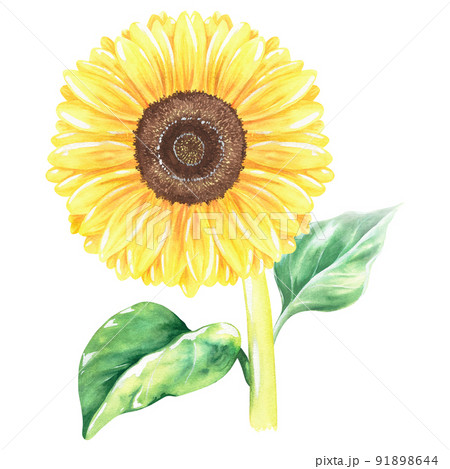 Sunflower. Watercolor vintage illustration. Isolated on a white background. For design. Sunflower. Watercolor vintage illustration. Isolated on a white background. For design. 91898644