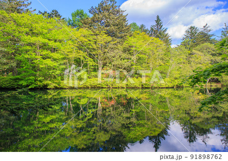 軽井沢の観光名所、初夏の雲場池 91898762