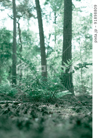Beautyful ferns leaves, green foliage, natural floral fern background in sunlight. Natural green Beautyful ferns leaves, green foliage, natural floral fern background in sunlight. Natural green 91898809