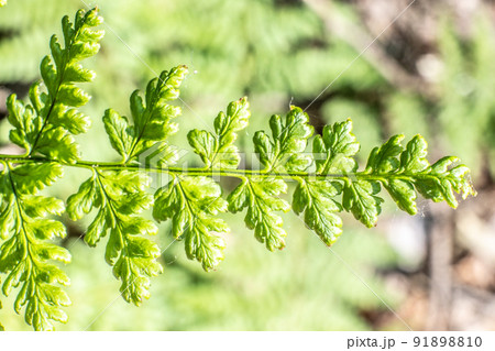 Beautyful ferns leaves, green foliage, natural floral fern background in sunlight. Natural green Beautyful ferns leaves, green foliage, natural floral fern background in sunlight. Natural green 91898810