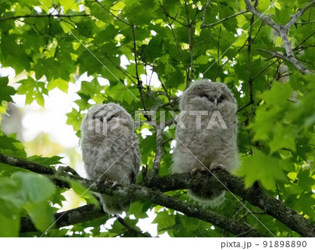 フクロウの兄弟 91898890