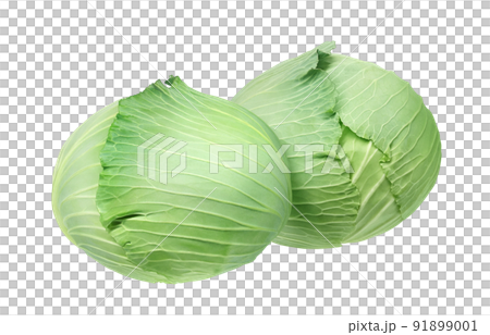 Cabbage illustration real set 91899001