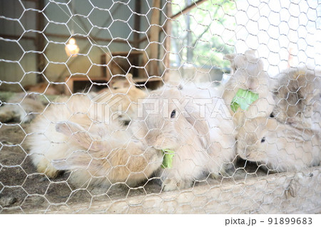動物園　うさぎ　かわいい 91899683