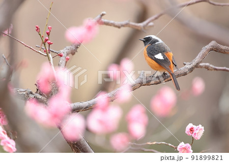 ジョウビタキと梅 91899821