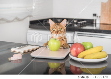Bengal cat weighs an apple on a kitchen scale. Bengal cat weighs an apple on a kitchen scale. 91900126