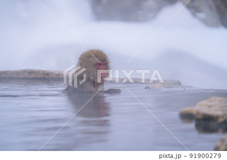 《長野県》温泉に入る猿・地獄谷野猿公苑 《長野県》温泉に入る猿・地獄谷野猿公苑 91900279