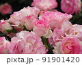 多数のピンクのバラの近影 91901420