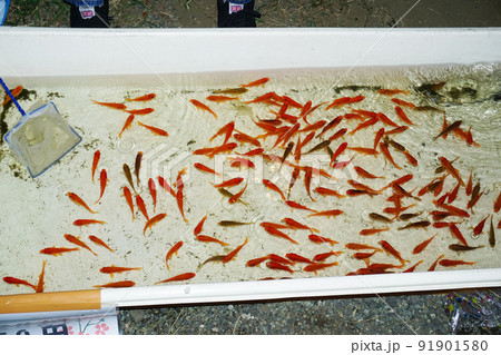 金魚すくい 金魚すくい 91901580