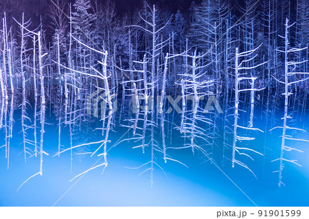 (北海道の風景) 美瑛町の青い池ライトアップ 91901599