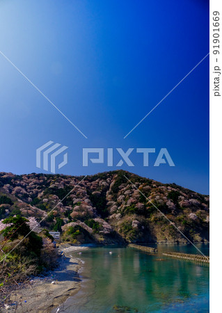 若狭神子山桜 若狭神子山桜 91901669