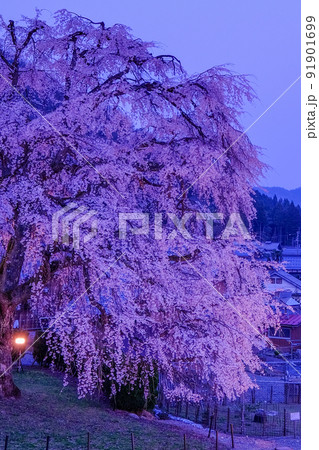 妙祐寺しだれ桜 妙祐寺しだれ桜 91901699