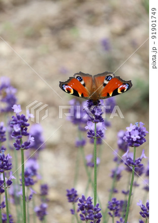 ラベンダー畑のクジャクチョウ 91901749