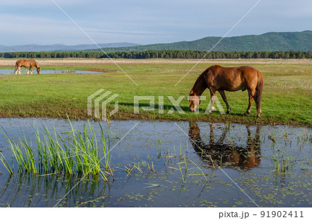 A brown horse stands on the shore of a pond and eats grass. the reflection of the horse in the water. A brown horse stands on the shore of a pond and eats grass. the reflection of the horse in the water. 91902411