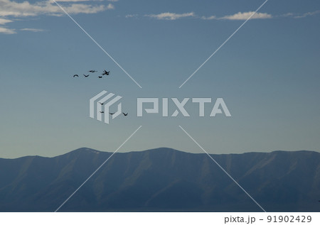 Silhouettes of birds in the sky against the backdrop of mountains. A small flock of cormorants flies in the sky over the mountains. Silhouettes of birds in the sky against the backdrop of mountains. A small flock of cormorants flies in the sky over the mountains. 91902429