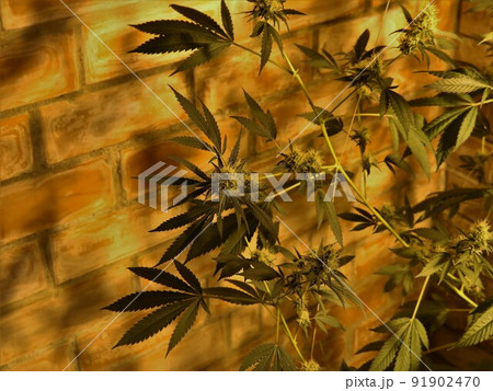 ripe marijuana bush indoors with orange warm lighting and brick walls casting shadows from leaves on wall texture, cannabis background with mature plant elements ripe marijuana bush indoors with orange warm lighting and brick walls casting shadows from leaves on wall texture, cannabis background with mature plant elements 91902470