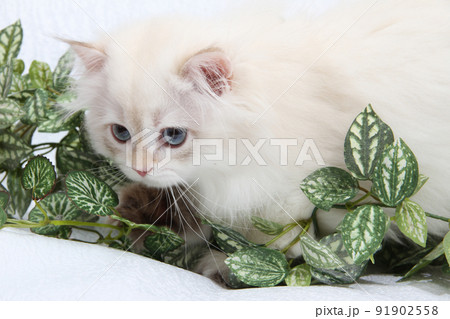 British longhair kitten of silver color on black background. Cute fluffy kitten with blue eyes. Pets at cozy home. Top down view web banner. Funny adorable pets cats. Postcard concept. British longhair kitten of silver color on black background. Cute fluffy kitten with blue eyes. Pets at cozy home. Top down view web banner. Funny adorable pets cats. Postcard concept. 91902558
