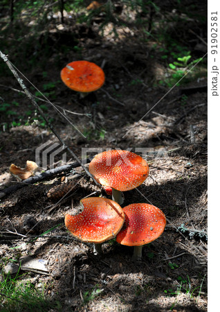 Red poisonous mushrooms Red poisonous mushrooms 91902581