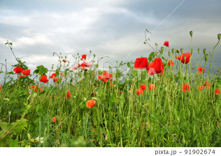 Poppy field Poppy field 91902674