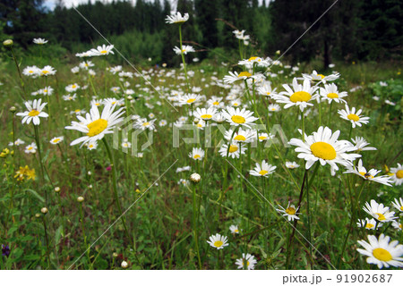 Daisy flowers blooming in spring 91902687