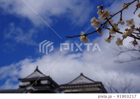 梅と松山城　愛媛県　天守閣　伝統建築 91903217