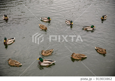 A flock of female Mallard ducks with brown plumage swims and fee A flock of female Mallard ducks with brown plumage swims and fee 91903862