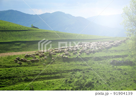 Flock of sheep in the meadow. Romania 91904139