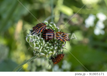 Graphosoma italicum bug beetle insect macro 91905171