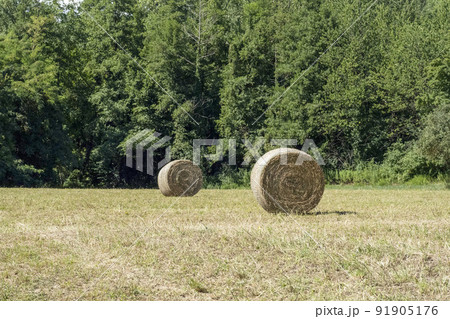 harvested hay ball in the field in summer season harvested hay ball in the field in summer season 91905176