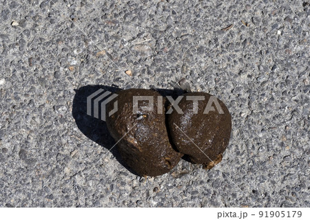 horse poo dung detail close up eexcrement 91905179